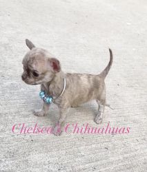 Chihuahua puppies ready end of April!