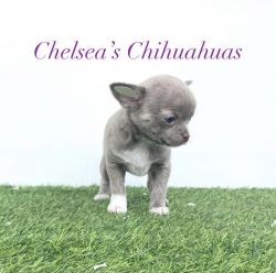 Chihuahua puppy ready end of April!