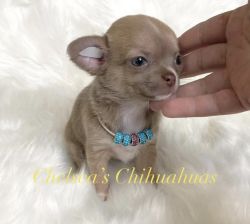 Chihuahua puppy ready end of April