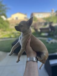 Chihuahua for sale. 3 months old
