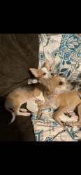 Chihuahua females