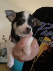 Female Chihuahua puppy Athena