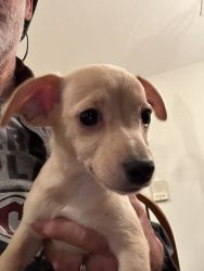 Puppies in need of new homes