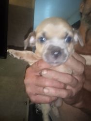 Chi-Shii puppy for sale