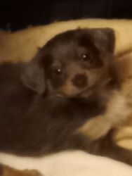 Mini pinscher/ Chihuahua puppies