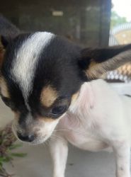 a chihuahua puppy for sale at limited offer