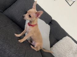 CKC - Chihuahuas for Sale
