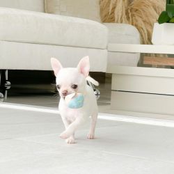 Stunning teacup Chihuahua Puppies