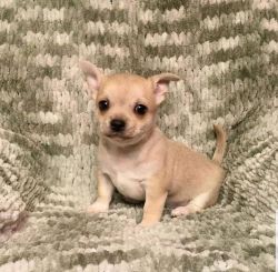 Apple head chihuahua puppy available
