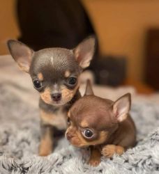 Intelligent cute chihuahua puppy for sale