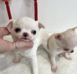 Two T-cup Chihuahua Puppies For Re-homing