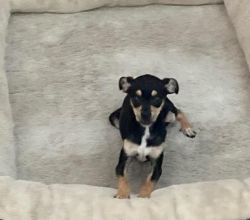 Male chi mix needs a home