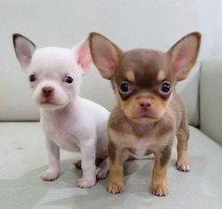 Portable Chihuahua Puppies