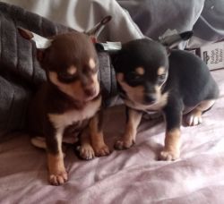 2 male Chihuahua