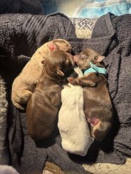 Newborn Merle Chihuahuas