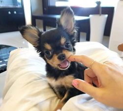 Chaming Chihuahua Puppies