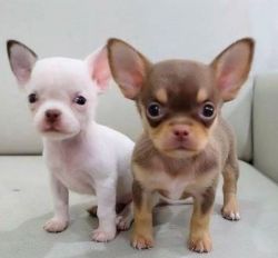 Jovial Chihuahua Pups