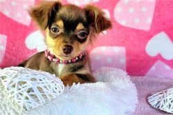CHIHUAHUA PUPPIES AVAILABLE