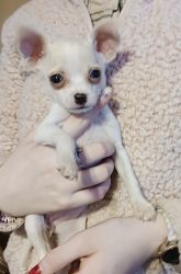 Female Chihuahua Puppy