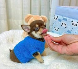 Elegant Chihuahua Pups