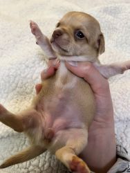 SELLING CHIHUAHUA PUPPIES