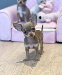 Cute Chihuahua puppies
