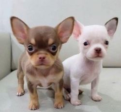 Cute Chihuahua Pups