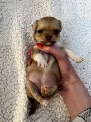 Selling chihuahua puppies