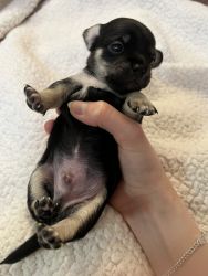 Selling chihuahua puppy