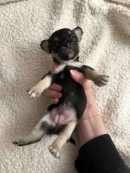 Selling chihuahua puppy