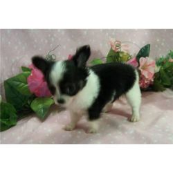 Regalo 3 Gratis X-mass Chihuahua Mini Toy