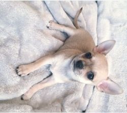 Supper Cute Male Chihuahua puppy for sale