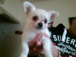 Pedigree Chihuahua Puppies For Sale *reduced Price