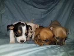 Full Blooded Chihuahua Puppies