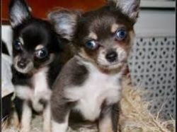Chihuahua Pups For Sale (xxx) xxx-xxx5