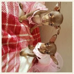 Stunning Chocolate Chihuahuas 2 Little Princess**