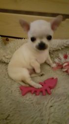 Rehoming my purebred 3 months old Chihuahua long haired (xxx) xxx-xxx5