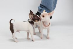 AKC Applehead Tiny Chihuahuas