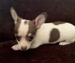 Beautiful Chihuahua Litter