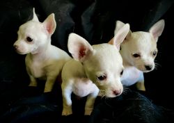 New lowered price- Chihuahua Pup.text 973 (218) then 010seven