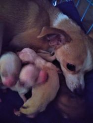 Chihuahua puppies born jan 15 healthy one male 3 femails