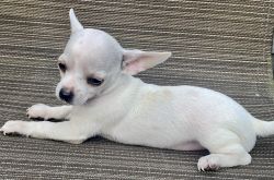 NEW LOWERED PRICE $1500-Chihuahuas DOB 1/24/21
