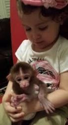 Healthy Capuchin Monkeys (xxx) xxx-xxx2