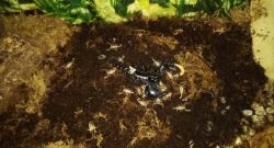 Asian Forest scorpion