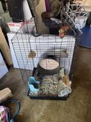 Awesome Chinchilla and Cage for Sale!