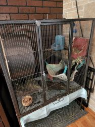 Chinchilla and cage for sale