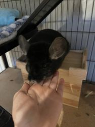 Chinchilla Charles - Complete Package!!!