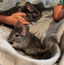 Chinchillas for sale, baby males, baby female, adult bonded pair Frede