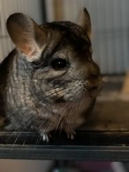 Peach, is a 13 year old chinchilla. Comes with everything I have.