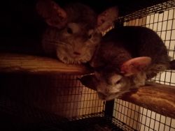 To pet chinchillas two